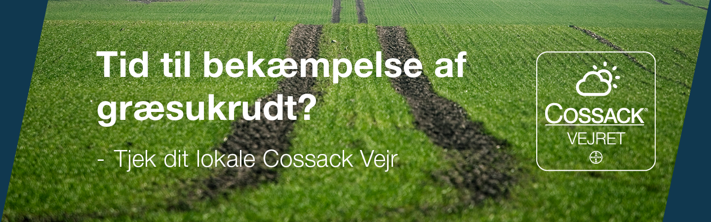 Billede af solopgang over mark med henvisning til Cossack Vejret